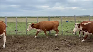  VACAS PREÑADAS