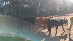 24 Terneros y Terneras