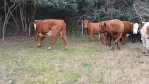 25 Vaquillonas Vacas Preñadas