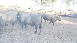  10 Toros en San José de Feliciano, Entre Ríos