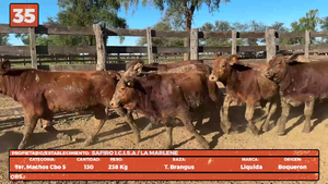 LOTE 35
