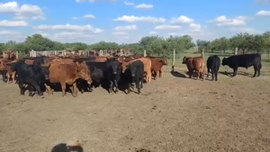  110 Terneros en Entre Ríos, Federal