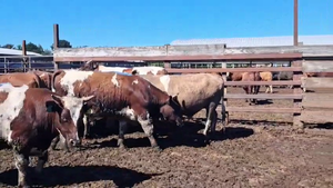  20 Novillo Gordo en Los Ángeles, VIII Región Biobío