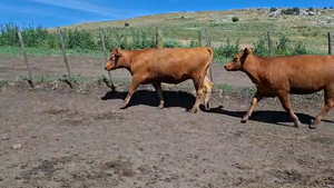  31 Vaquillonas preñadas