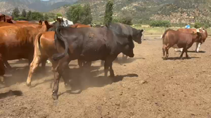  45 Vaquilla Gorda en Paine, Región Metropolitana