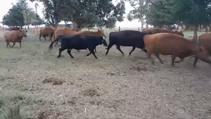 80 Vacas usadas preñadas en J.N. Fernández , Buenos Aires