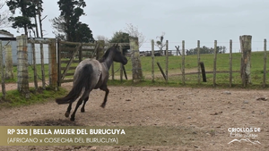 Bella Mujer del Burucuya — Escritorio Alori y Cia.