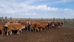  43 Terneras en Santa Fe, Las Petacas