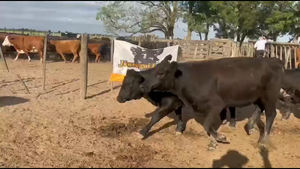  28 Vaquillonas vacias