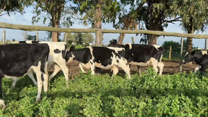  TERNERAS