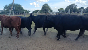  37 Vacas de invernar en Entre Ríos, San José de Feliciano