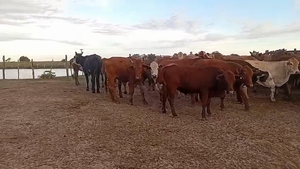  50 Novillos en Corrientes, Virasoro