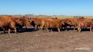  37 Vacas usadas preñadas