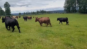  50 Novillo Engorda en Fresia, X Región Los Lagos