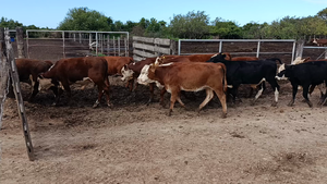  60 Terneros/as Braford y sus cruzas en Cululú,  Santa Fe