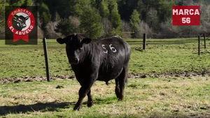  1 Toro