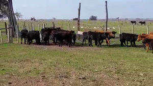  TERNERAS