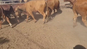  15 Novillo Engorda en Melipilla, Región Metropolitana