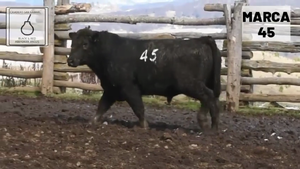 1 Toro