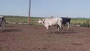  47 TERNS. MACHOS H.A., TRENQUE LAUQUEN, BS. AS.