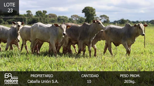  LOTE 23