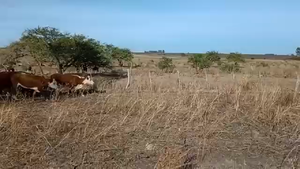  100 Vacas CUT preñadas en San Jaime, Entre Ríos
