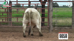  Toros Brahman