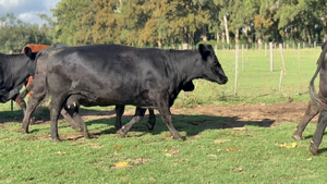  17 Vacas nuevas C/ gtia de preñez