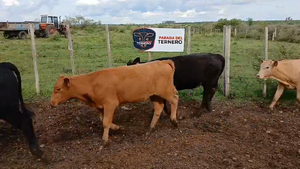  Lote 5