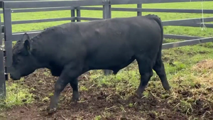  1 Toro