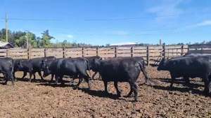  20 Vaquilla Gorda en Los Ángeles, VIII Región Biobío