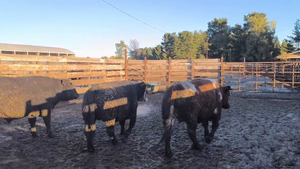  19 Novillo Gordo en Los Ángeles, VIII Región Biobío