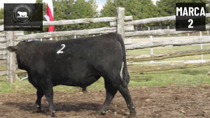  1 Toro