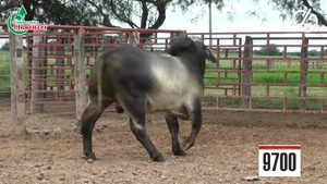  Toros Brahman