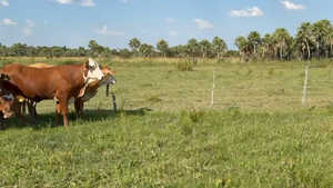  28 Vientres preñados