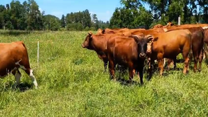  52 Novillo Engorda en Purranque, X Región Los Lagos