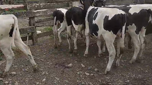  28 Novillo Engorda en Mariquina, XIV Región Los Ríos