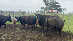 5 Vacas MAS nuevas C/ cria — JÁUREGUI LORDA S.R.L.