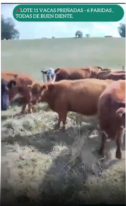  11 Vacas Preñadas