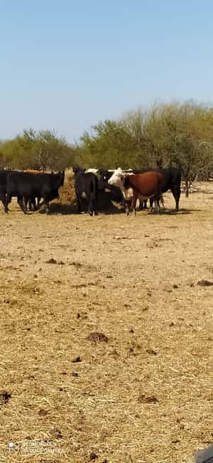  300 Vacas nuevas C/ gtia de preñez