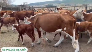  56 Piezas de Cria