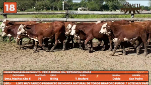  LOTE 18