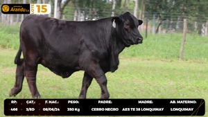  LOTE 15
