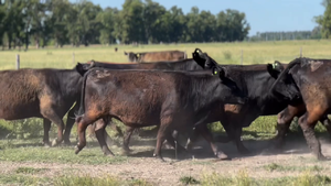  27 Vacas medio uso C/ gtia de preñez