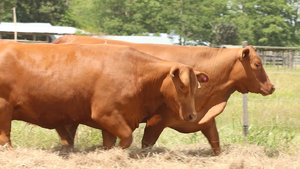  5 Vaquillonas preñadas en Corrientes, Curuzú-Cuatiá