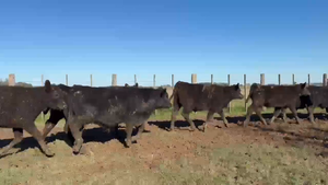  75 Terneros