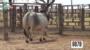  Brahman