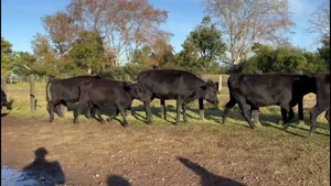  VIENTRES ENTORADOS