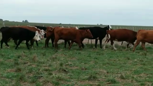  7 VACAS ENTORADAS