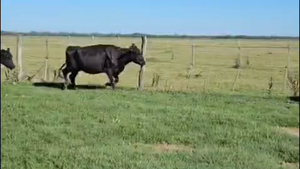  45 Vacas CUT preñadas